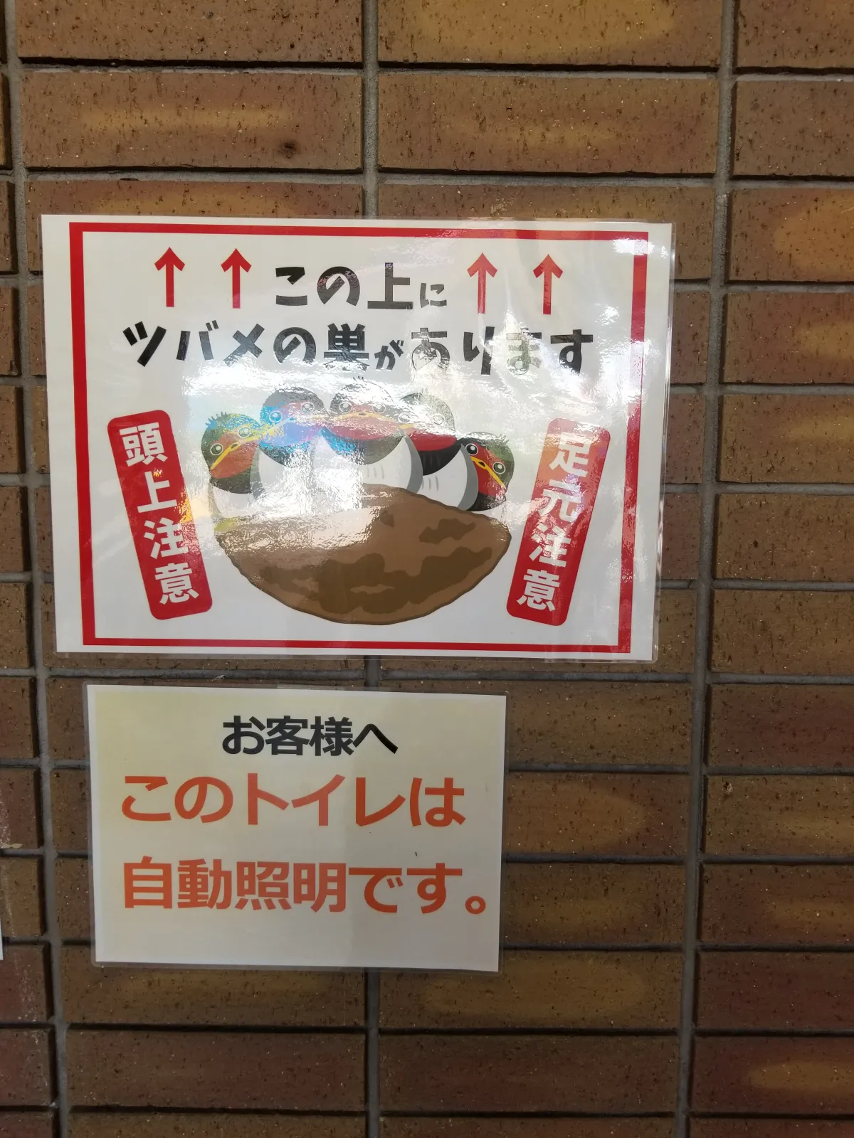 なんだ？これは・・・・トイレにツバメの巣？？？トイレの中も2羽のツガイの親燕が飛び回っています。