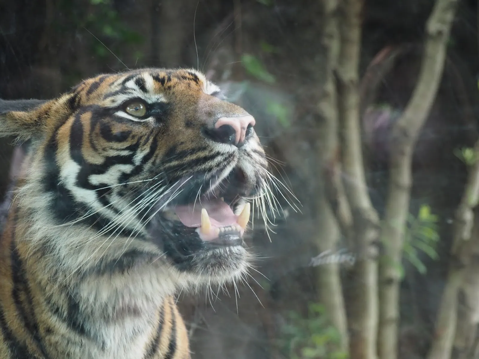 入園後、いきなりの猛獣ゾーン？スマトラがお出迎え！