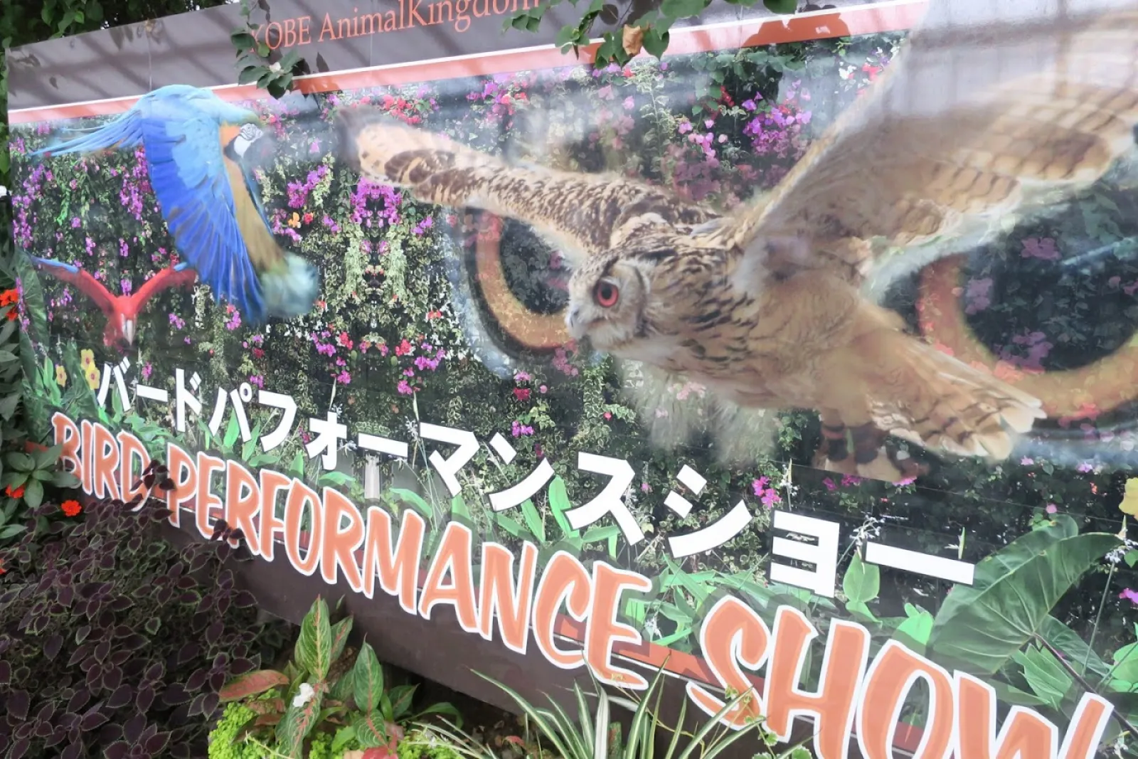 動物王国一番の人気スポット「バードパフォーマンスショー」良く訓練されています。