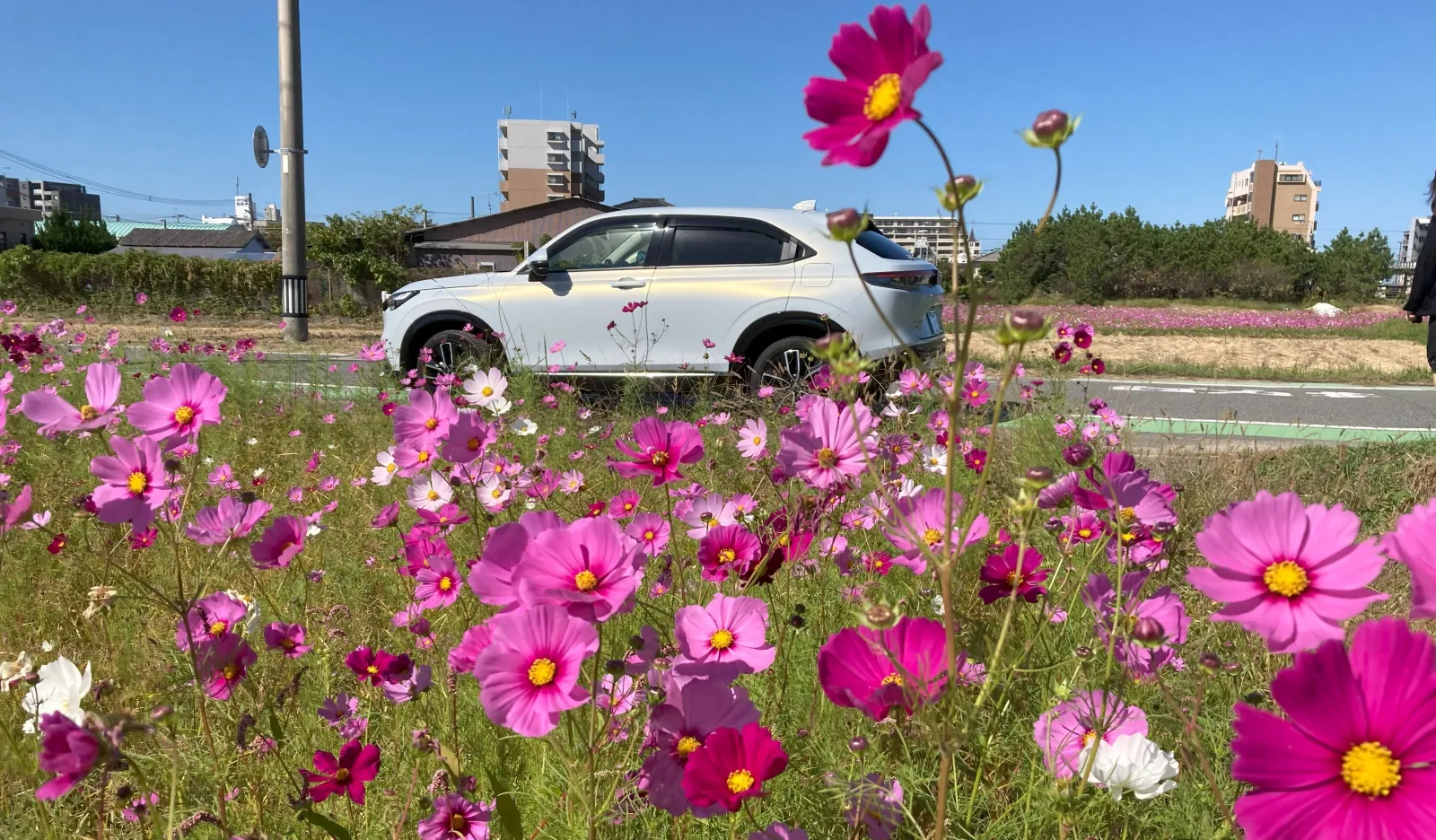 お天気が良すぎて　幹線道路が　大渋滞していたので、
脇道に迂回しました。

すると　その道の両側に　秋桜が満開でした。　(^o^)丿

結局　お花見＆写真撮影に夢中になってしまって　。。。
幹線道路を通って帰った方が　時間的には早かったかも　(^-^;