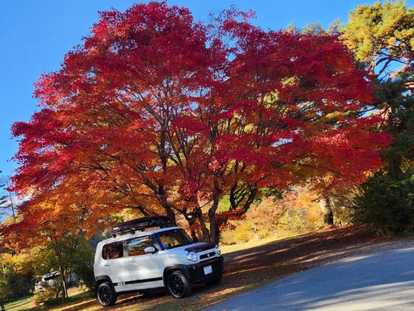 「松原湖」の大もみじ🍁🍁🍁