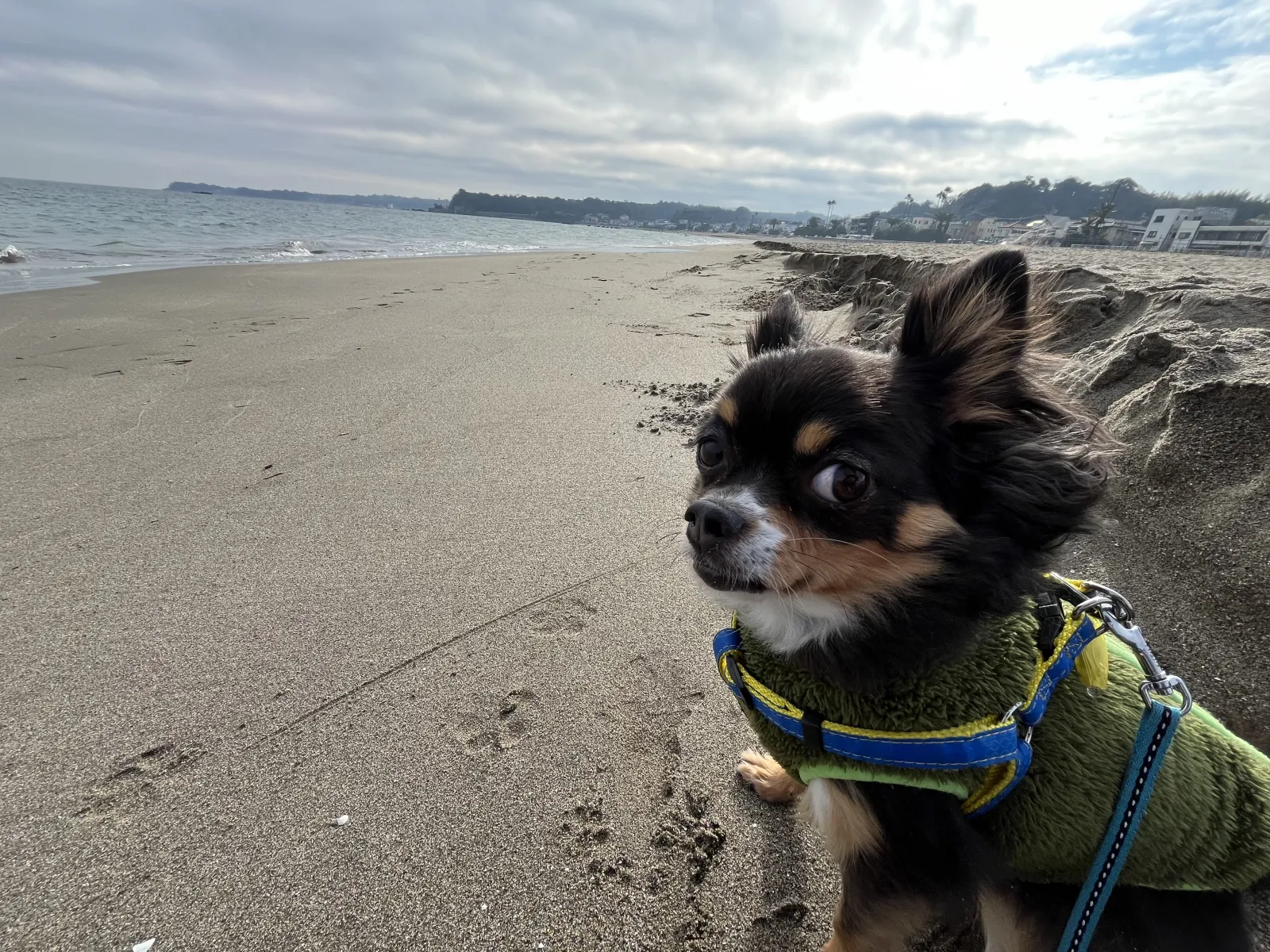愛犬の「のあ」も一緒。ジロッと睨まれてますね。