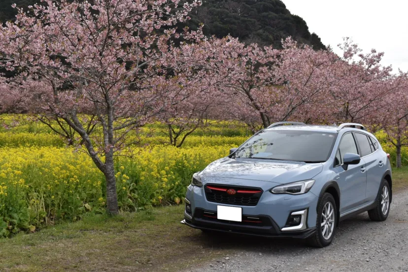 河津桜と菜の花とXV