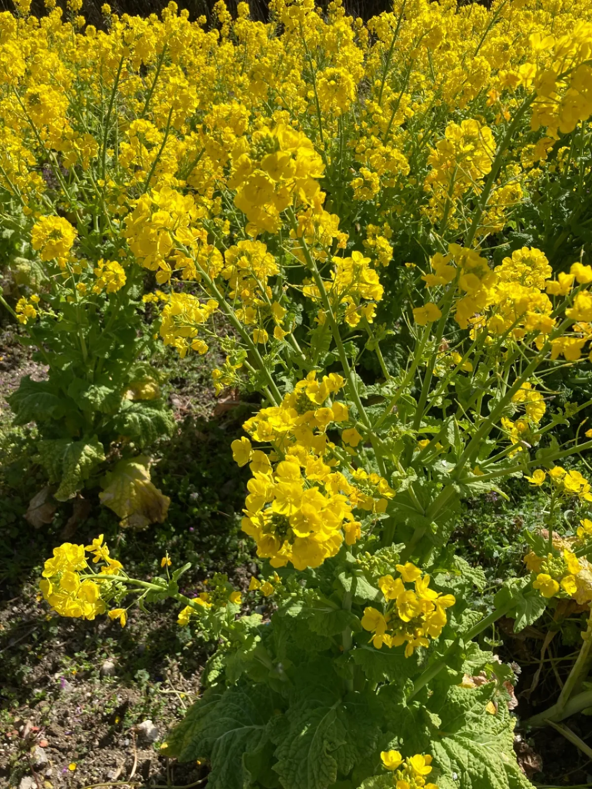綺麗に咲いてました🌼