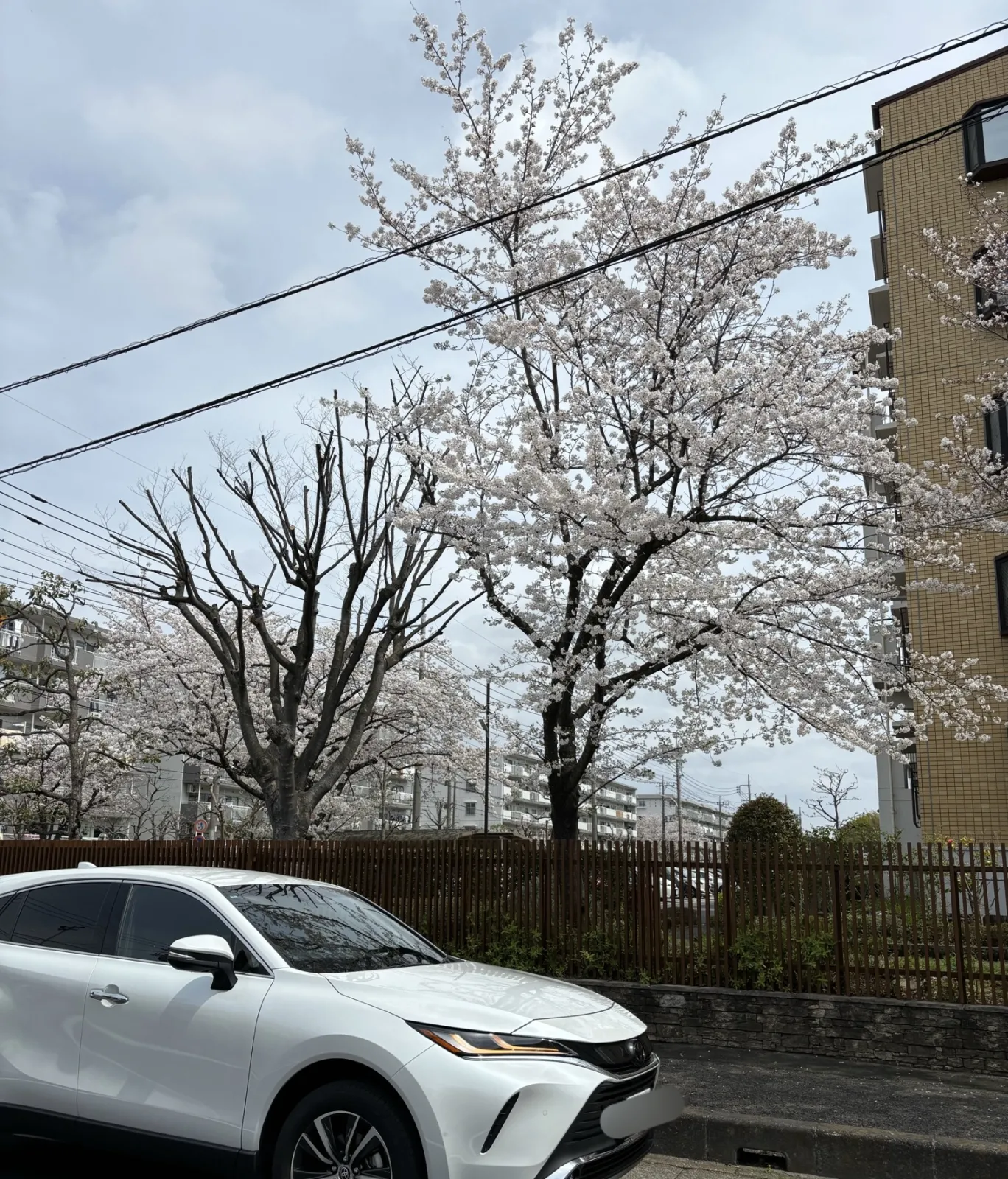 こんばんは〜

昨日、洗車からの桜で一枚。

そして3週間ぶりの洗車で色々ホッと一息☺️
キャンバスと2台洗いました👋