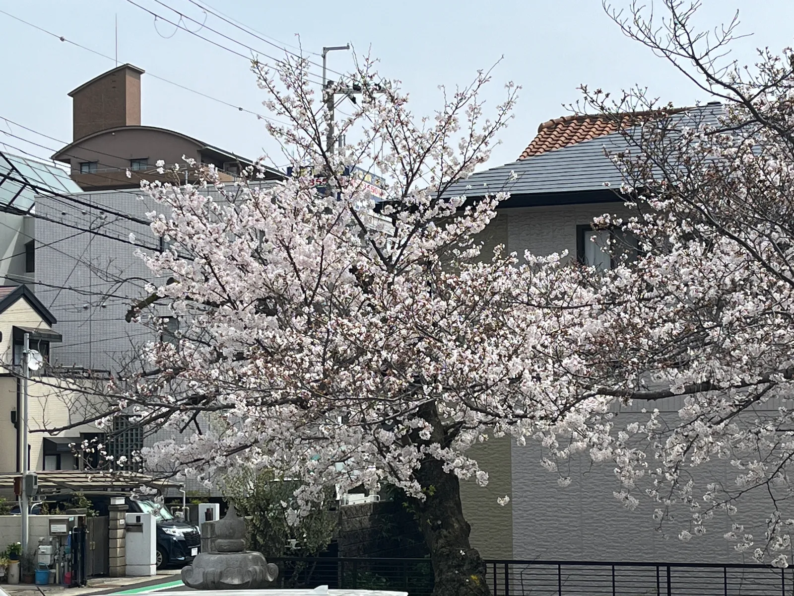 いつもお世話になっている、寺院境内の桜ですが、昨日の風雨で、あらかたが散ってしまいました。
今年は、コレで見納めのようです。