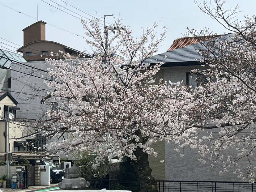 桜