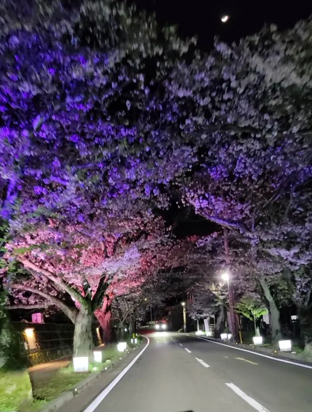 夜桜ドライブ