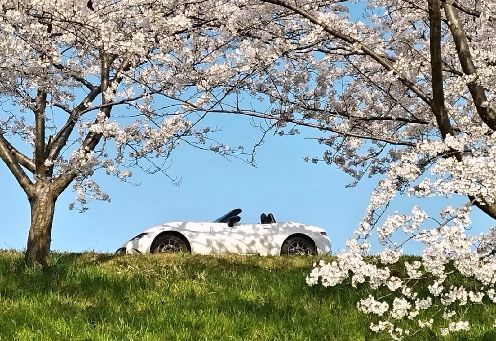 「桜に抱かれたロードスター」

このアングルもなかなか良いですよね。
お尻を持ち上げるような桜の花びらもいい感じでしょ（笑）