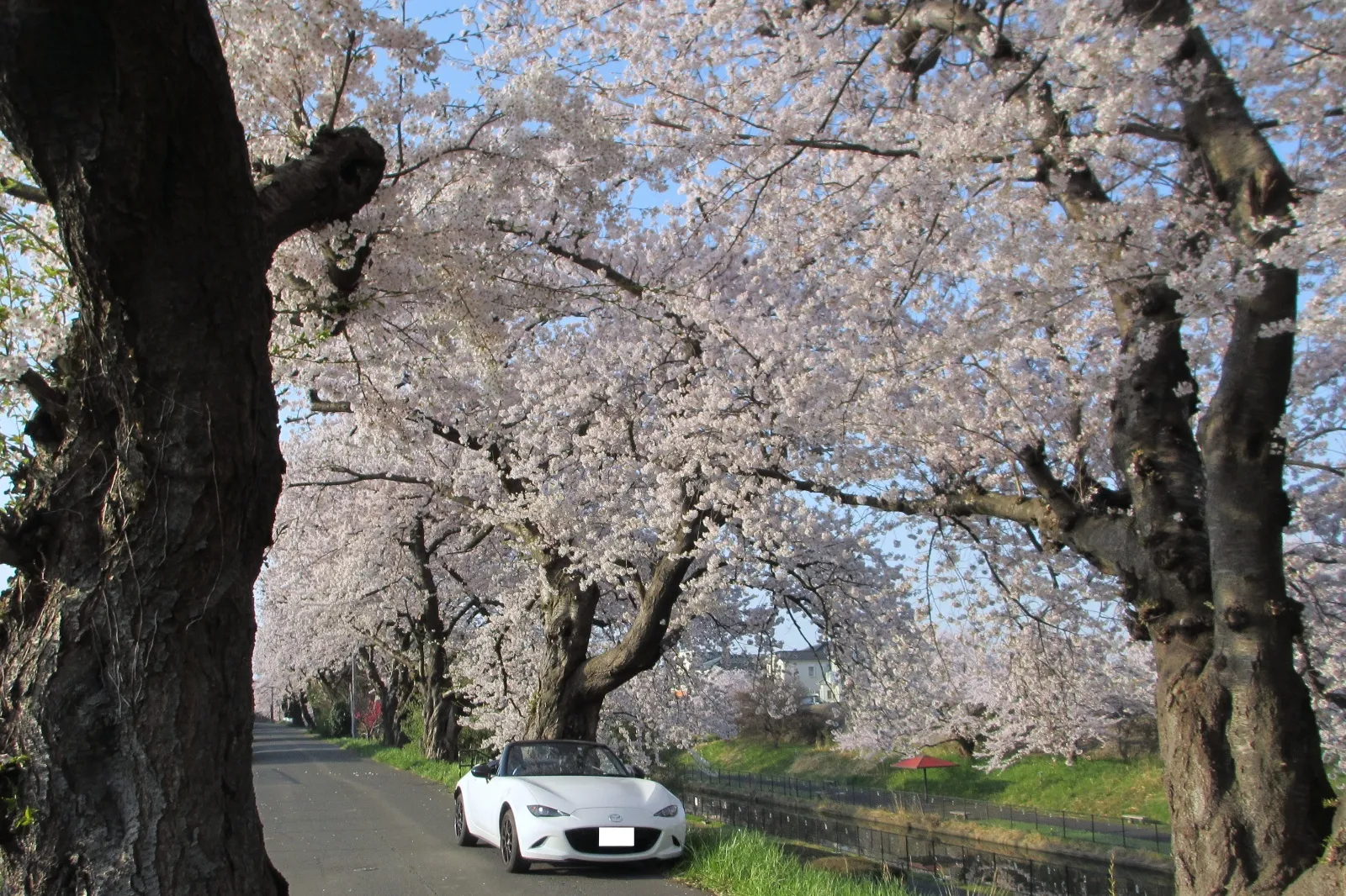 「桜トンネルとロードスター」

早朝７時ころですから花見客はおらずに近所のワンちゃん散歩の人達だけでした。