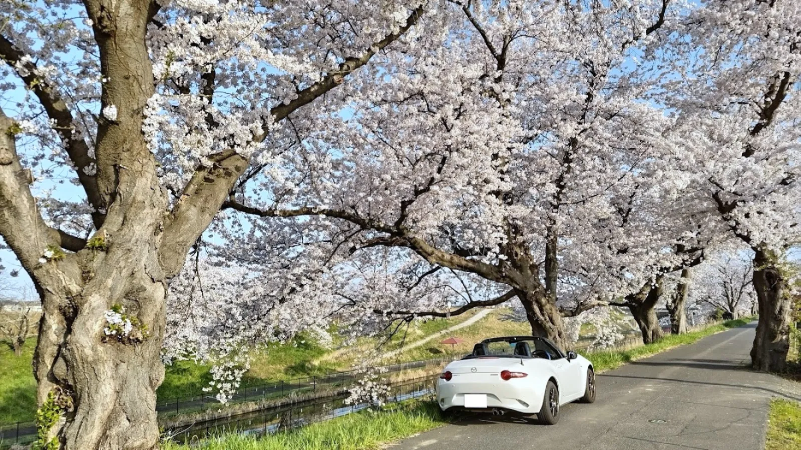 「桜の花の満開の下」のロド君を置いてみました。
今日が満開です。朝日に照らされた満開の桜と990Sです。

★桜の花が咲くと人々は酒をぶらさげたり団子だんごをたべて花の下を歩いて絶景だの春ランマンだのと浮かれて陽気になりますが、これは嘘です。
なぜ嘘かと申しますと・・・・★
から始まる小説があります。

『桜の森の満開の下』は、坂口安吾の短編小説で、ある峠の山賊と、妖しく美しい残酷な女との幻想的な怪奇物語です。
とってもホラーな小説です。