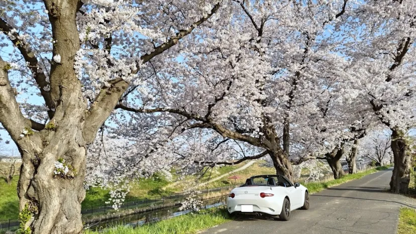 桜の花の満開の下