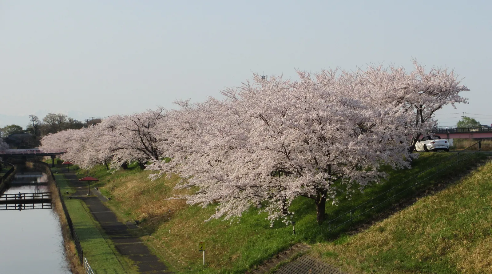 水路の脇にはベンチがありお弁当を楽しめます。
また、夜はライトアップも楽しめます。