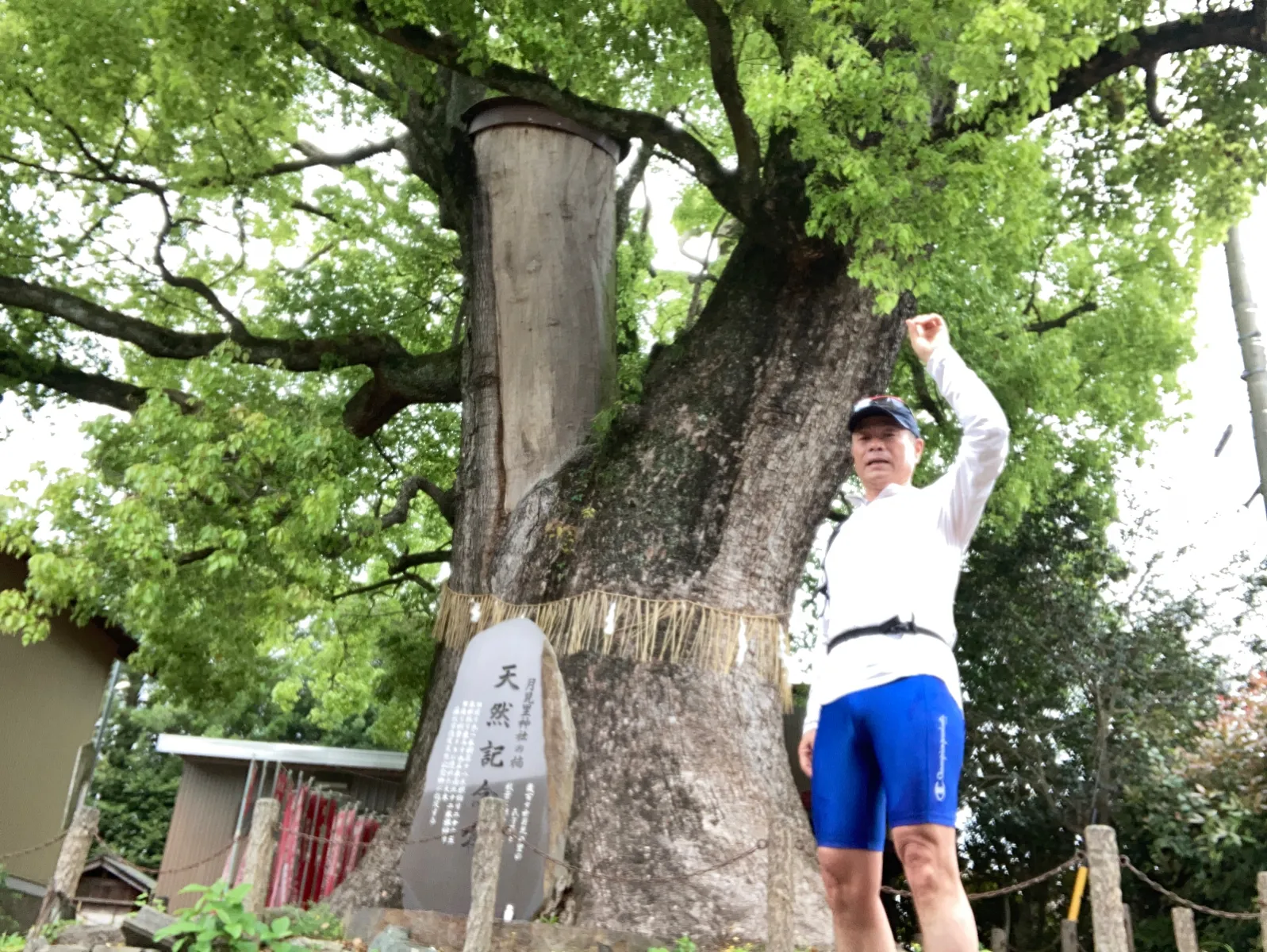 東海道の裏手にある神社境内の楠木。
幹の周囲は９mある、天然記念物。

二股に分かれた片方は、上部が途中から
ありません。自然災害を受けたかも？