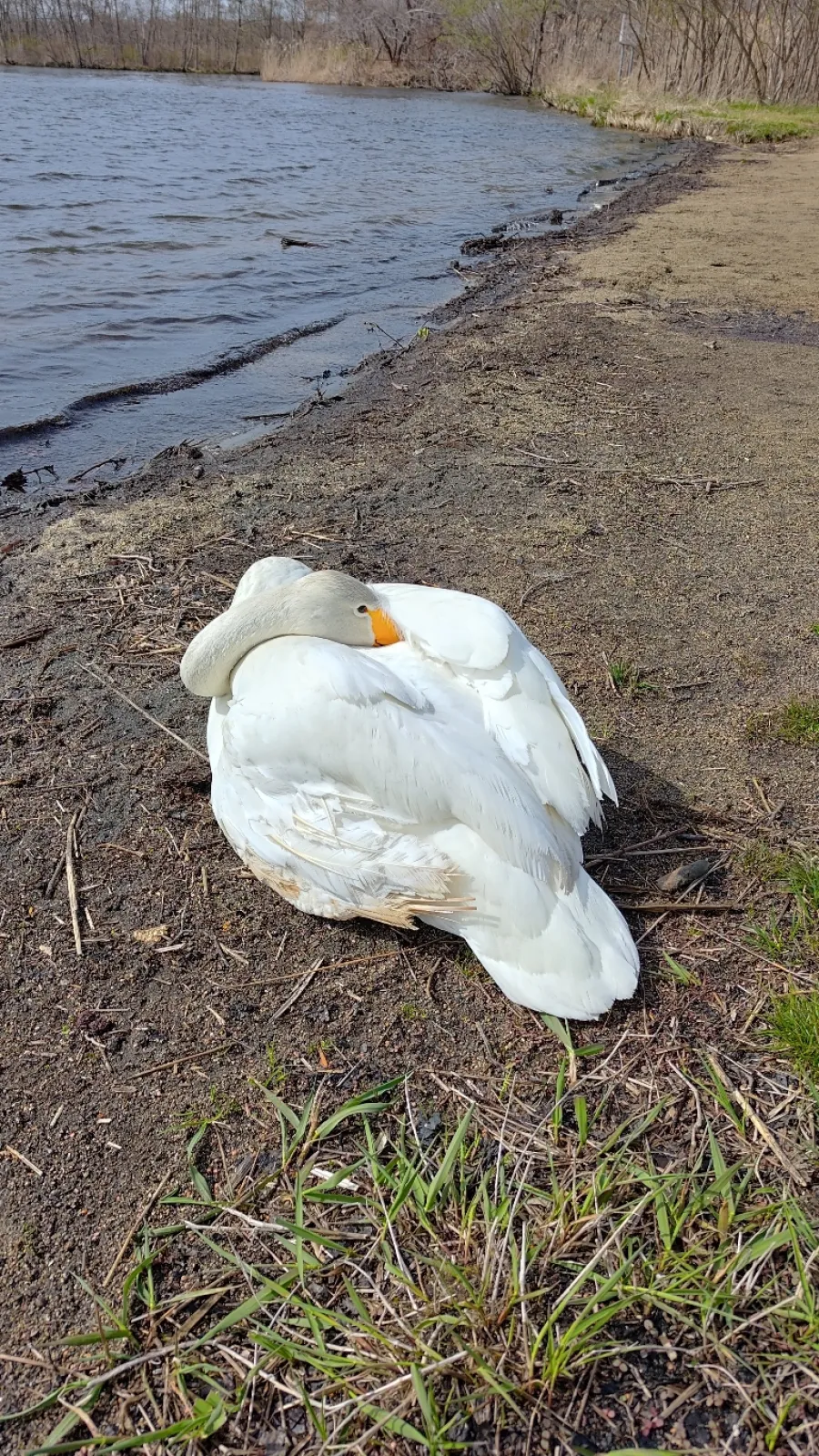 早朝、出発前に観光
ウトナイ湖にて白鳥さんが暖を取ってました
いや、人馴れし過ぎでは？？？