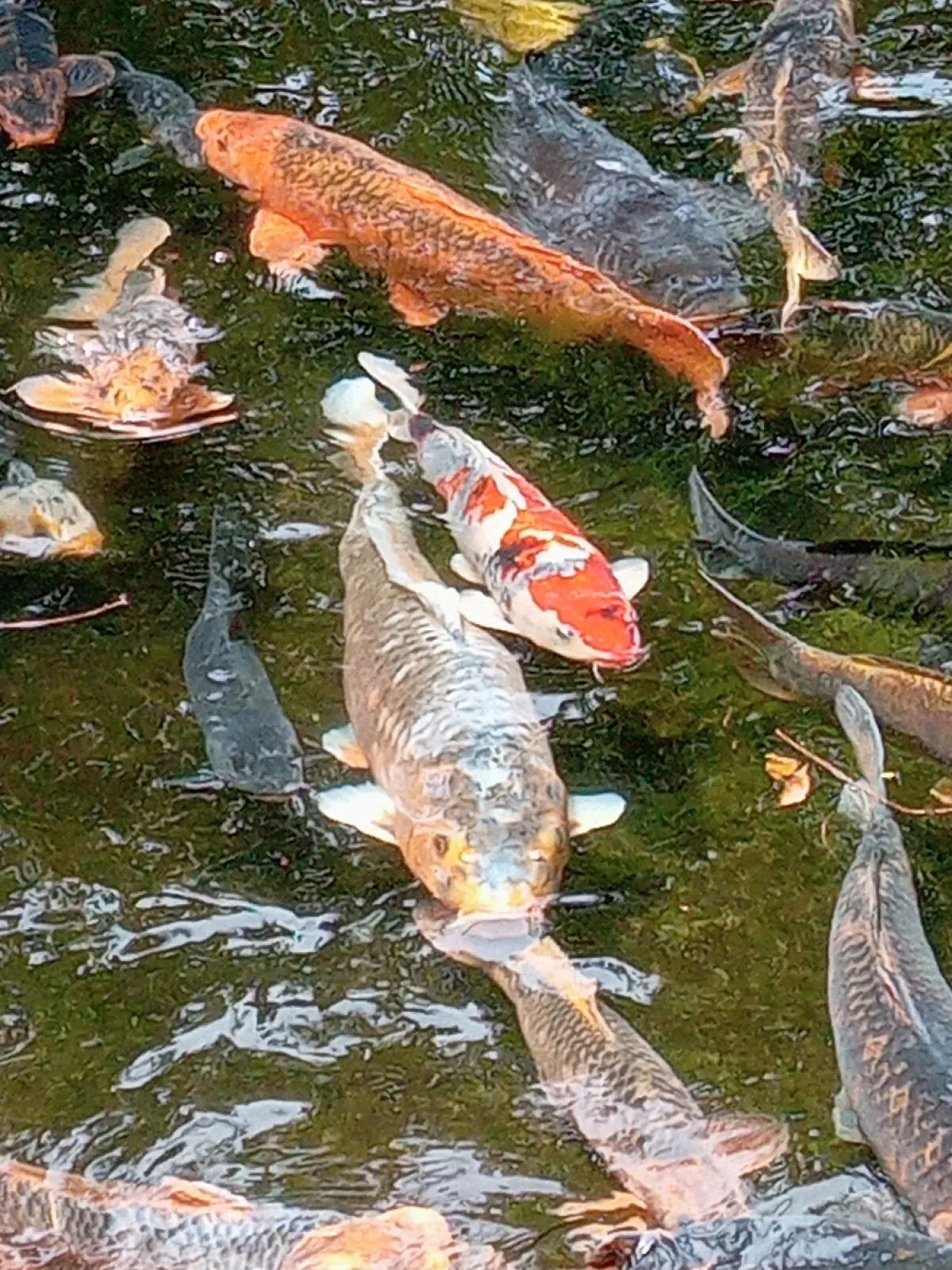 綺麗な庭園には、元気な錦鯉が泳いでました。😁

長年付き添ってくれた、我が家の姫の誕生日の贈り物を購入です😁