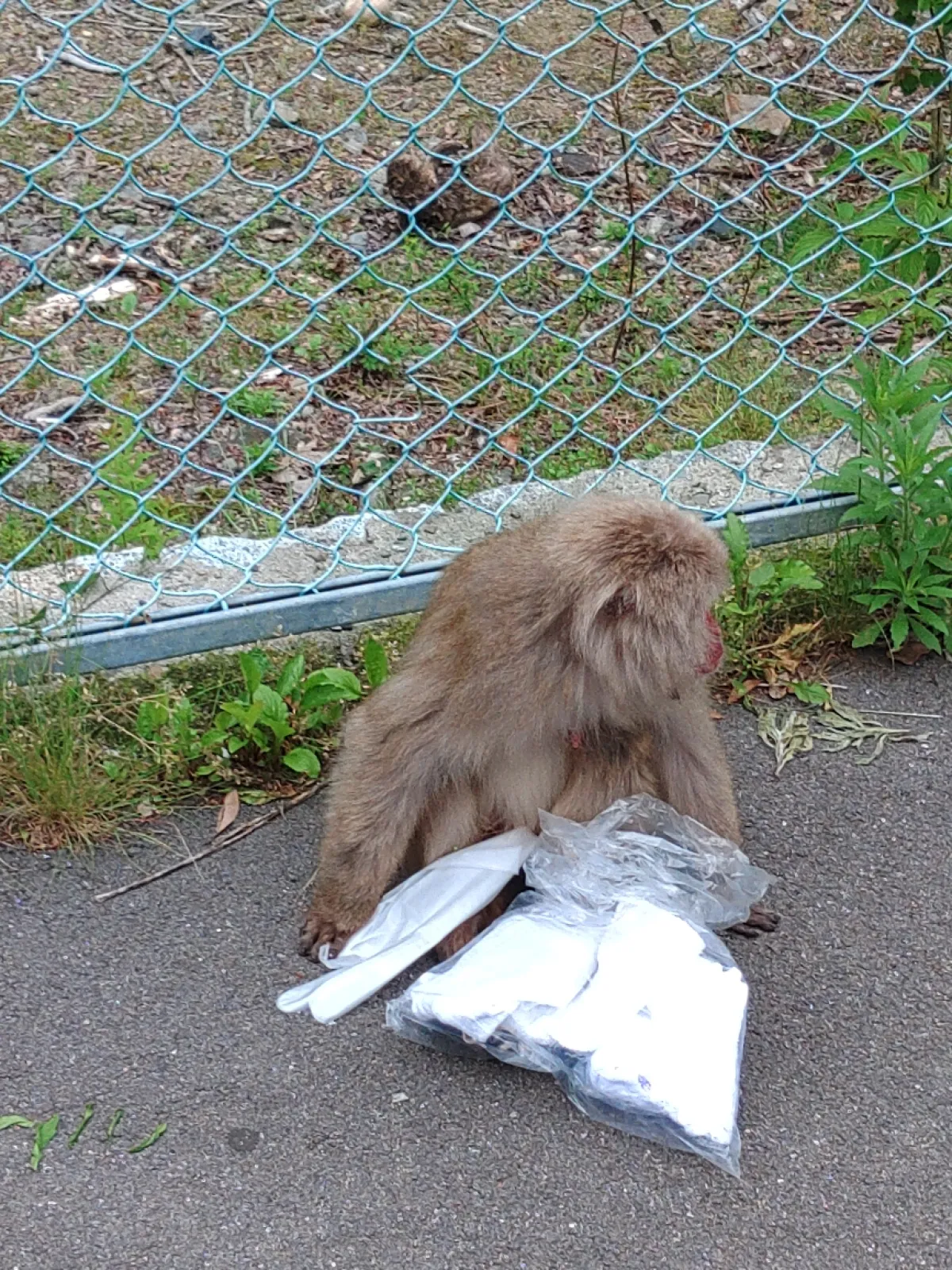ホームコースを走りに行き、クルマとめてトランクあけたら猿に洗車用品を略奪されましたあ！😰
「食べ物じゃないよ」と優しく話しかけましたが、話通じず😅、食べ物じゃないと分かるとオシッコして、手放し。💦