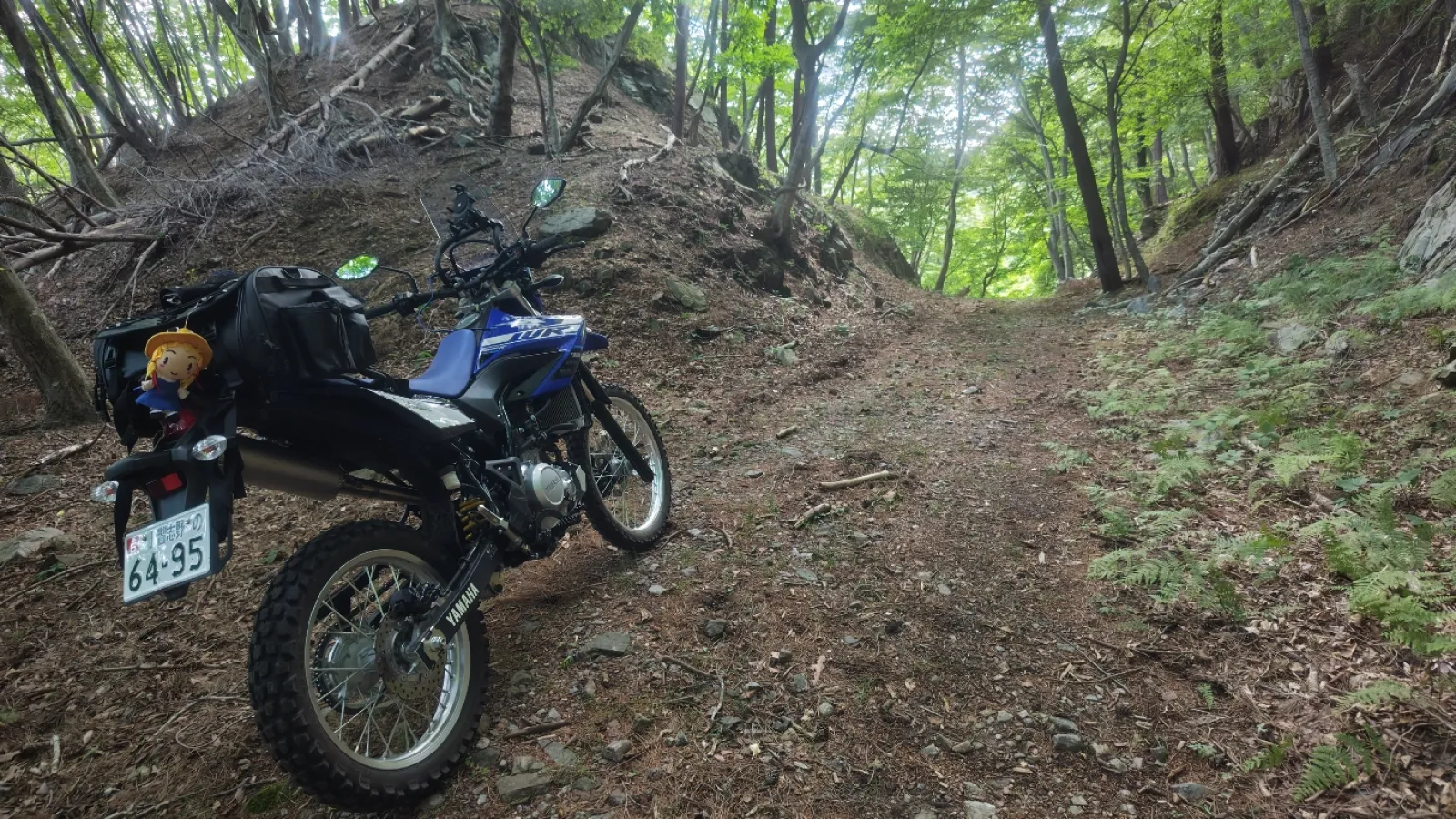 バイク買ってから休日は林道ばっか行ってます