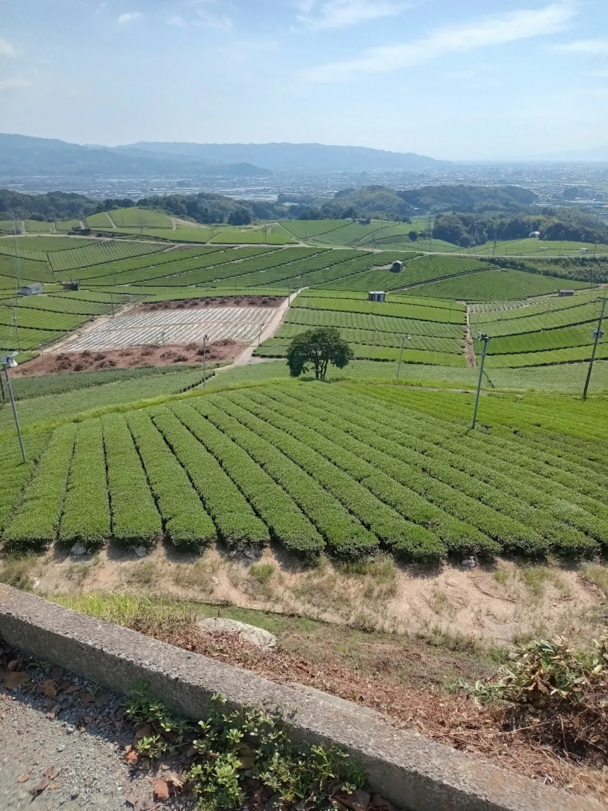 広大にひらけており、辺り一面お茶畑がきれいにならんでいて、遠くには島原半島も見えて凄く眺めがよかったです✌️