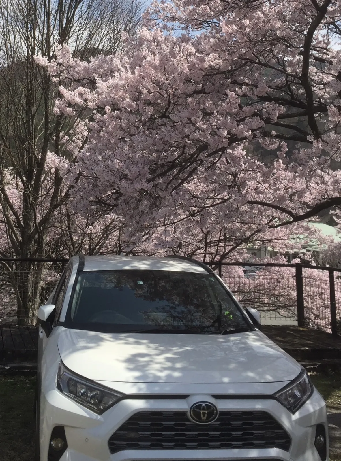 花見時に撮影、愛車の写真です