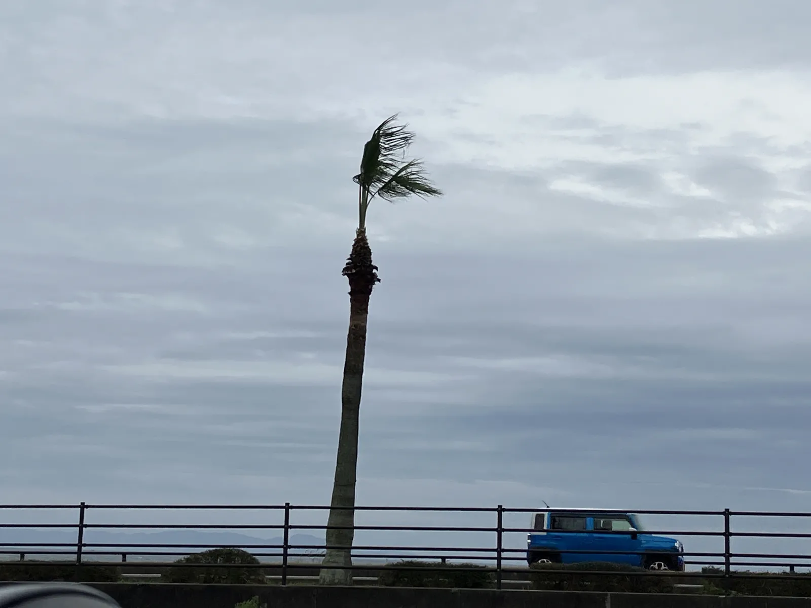 久能街道の🌴。

秋から冬へのメッセージ？　な、お姿。