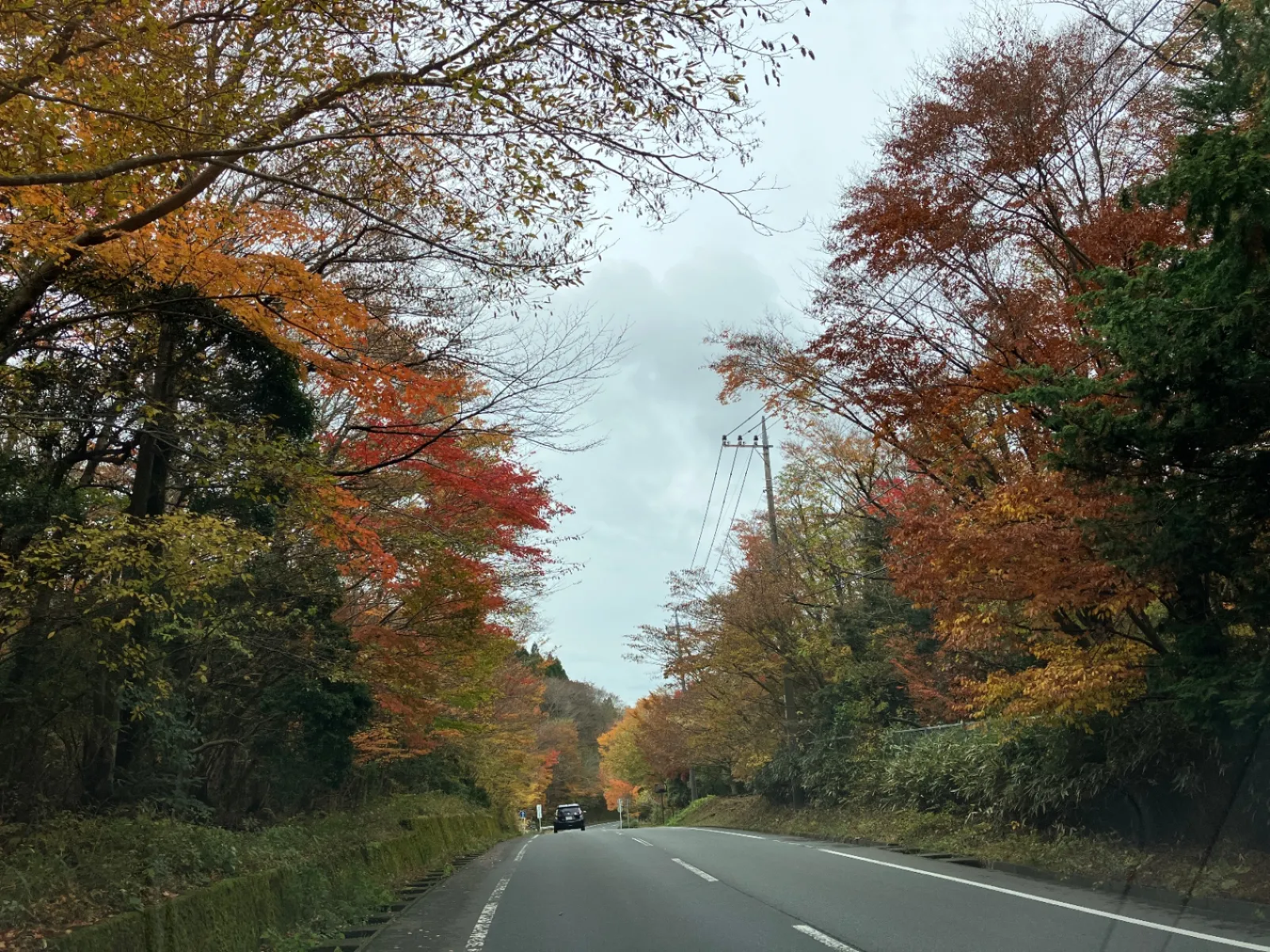 富士サァファリバークの近くは、
秋景色真っ盛り。