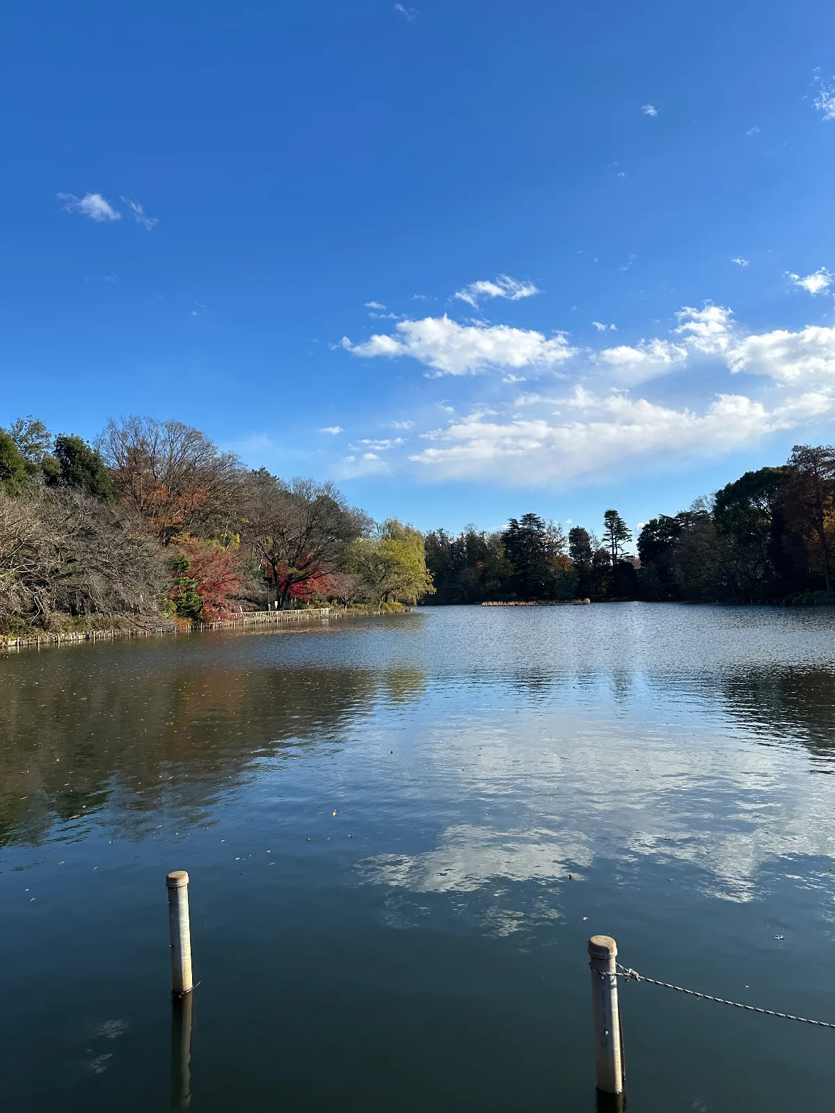 まだまだ、紅葉が見れますので近所の方はぜひ！