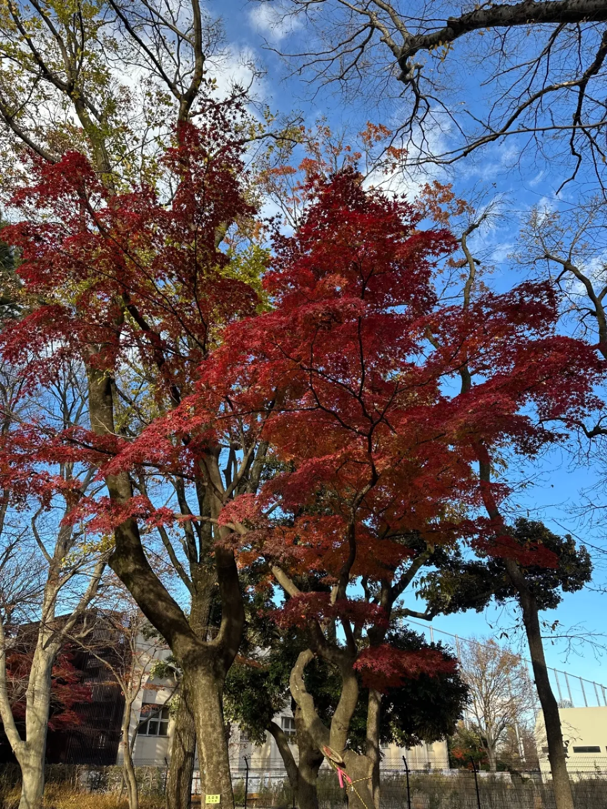石神井公園
紅葉はまだ見頃です🍁
