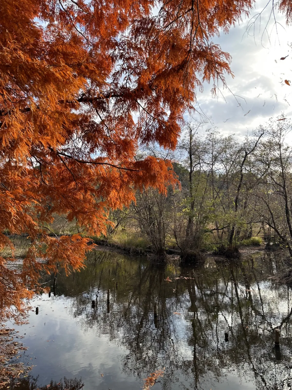 大きな池（沼？）があり、ここも自然豊かな公園です。紅葉が池に映ってキレイです。