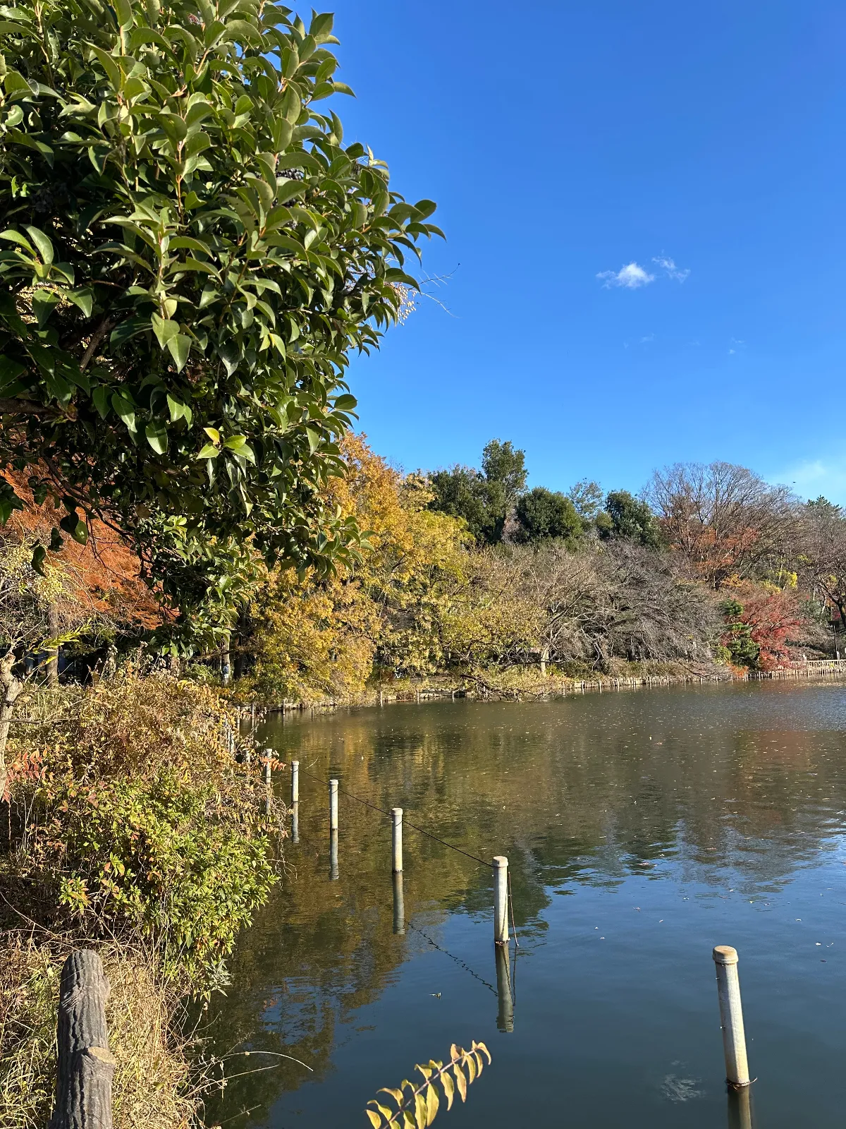 善福寺公園
自然豊かな公園で、昔は子供とボートに乗って
カモと競争していました。