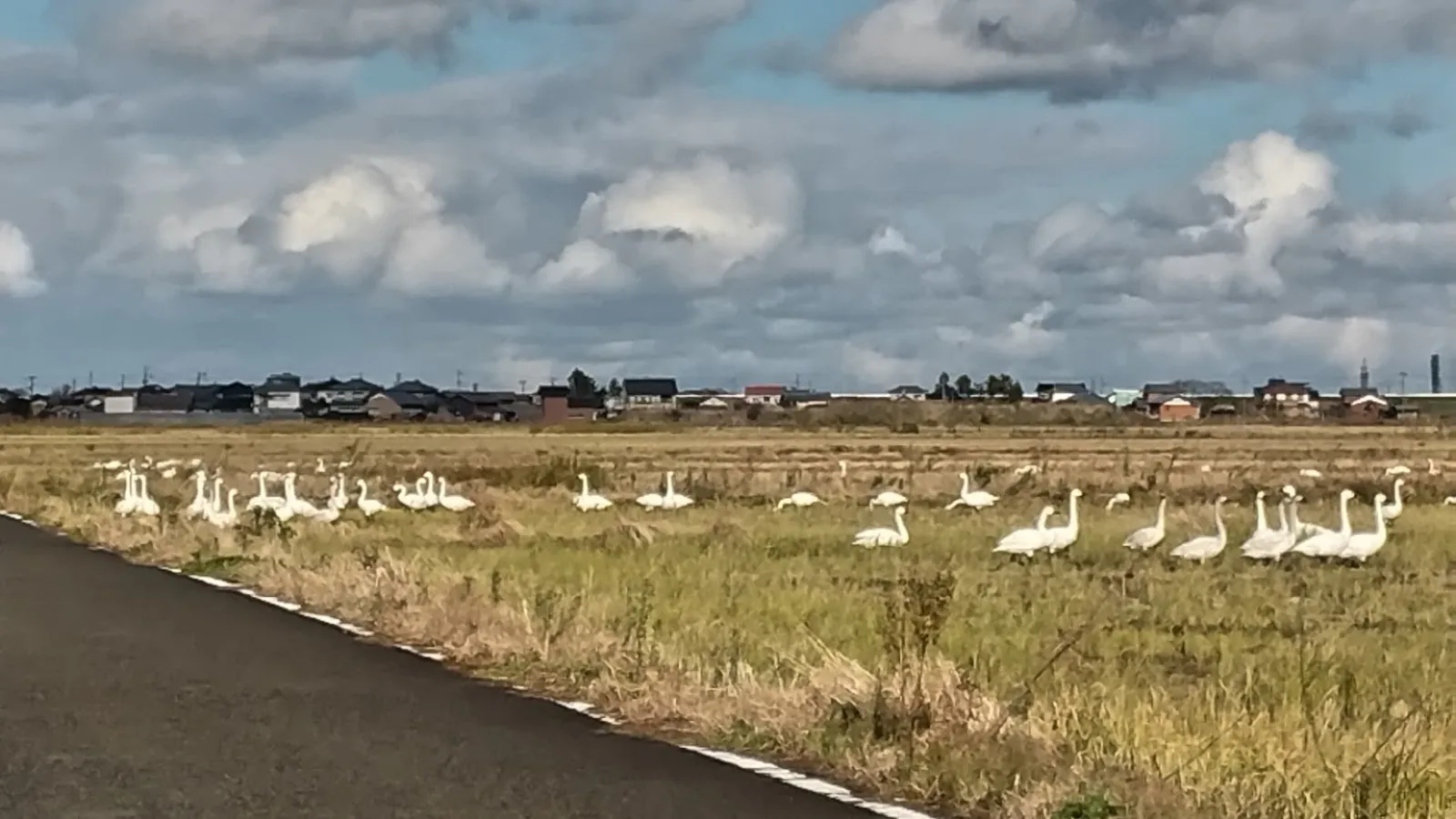 道路からこんなに近いところで集団でたむろしていますね。
このまま車で通りすぎる程度ならこの子たちは知らんぷりで食べています。
肝が据わっているというか、度胸ありますね。

しかし、こっそりと車から降りてそっと近づいていくと・・・