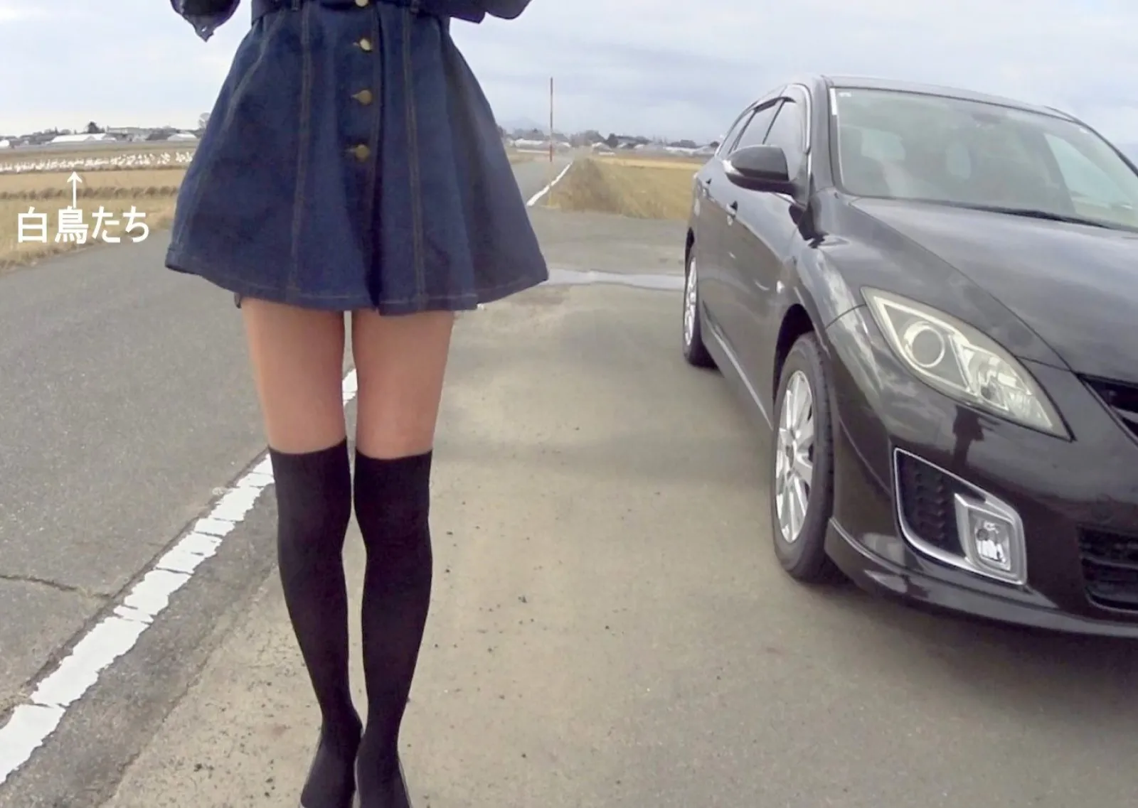 毎年１１月ころに刈り取りの終わった田んぼには遠くシベリアから白鳥たちがやってきます。
何を食べているのでしょうか?調べたら・・・
田んぼにいる白鳥は、稲刈り後のひこばえや根、雑草などを食べます。秋から冬にかけて飛来し、田んぼに落ちているお米を食べるのが特徴です。
だそうです。