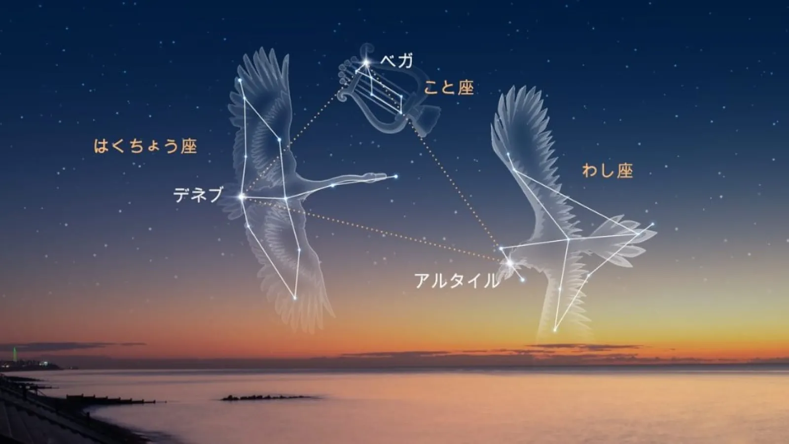 デネブは「しっぽ」という意味で、その名のとおりハクチョウの尾に輝いています。1等星としては暗く見えますが、これは距離が極めて遠いためです。
夏の大三角のほかの2つ、ベガとアルタイルはそれぞれ25光年、17光年の距離にありますが、デネブまでの距離は約1800光年と推定されています。
つまり、70～100倍も遠くにあるにもかかわらず1等星として見えているということは、本来の明るさは非常に明るいことになります。

というわけで私は星座の中では白鳥座が好きです。
どうでもいいお話でした(;^ω^)