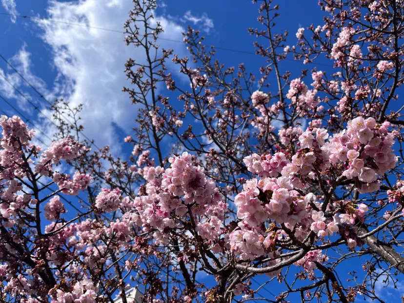 早めの熱海桜を見にドライブ