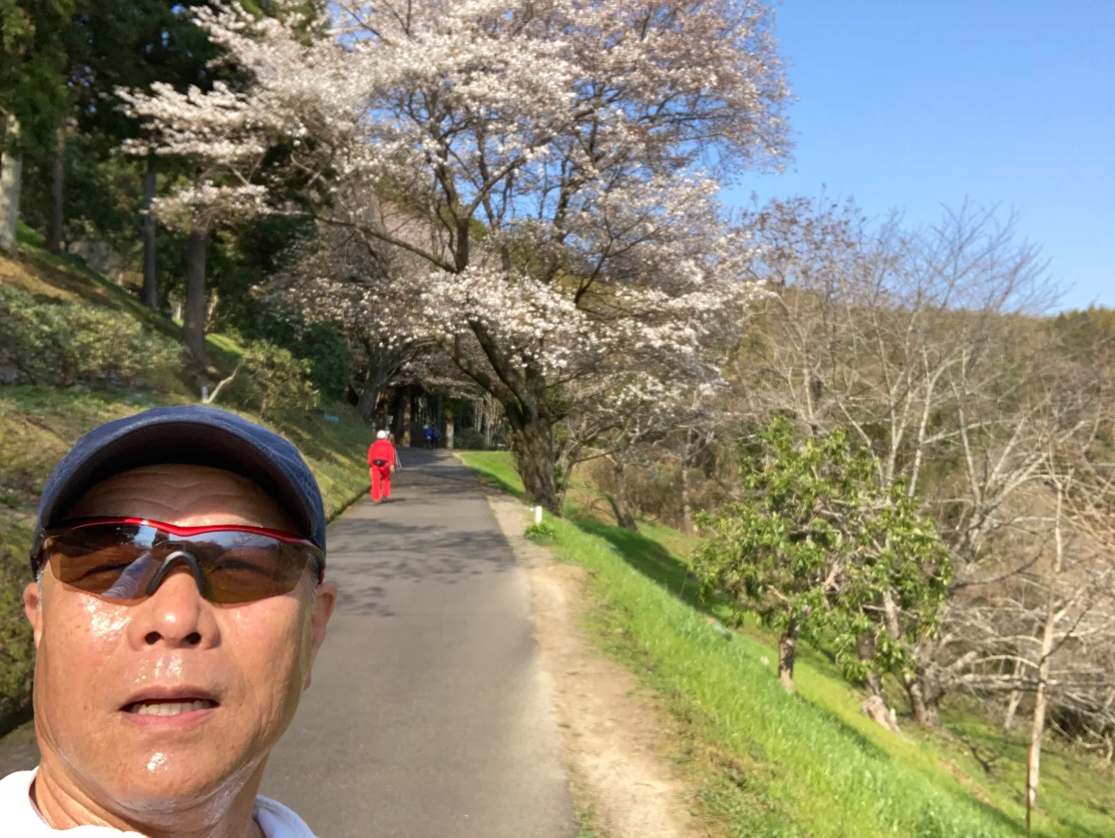 今日は蓮華寺池公園にジョグに来ました。
春分の日に咲いていなかった山桜が咲いています。やはり、ソメイヨシノはまだ咲いていませんが、今日の気温は高くなる様子。

今日のジョグは15キロ、さぁNDで川根ドライブに行こう！