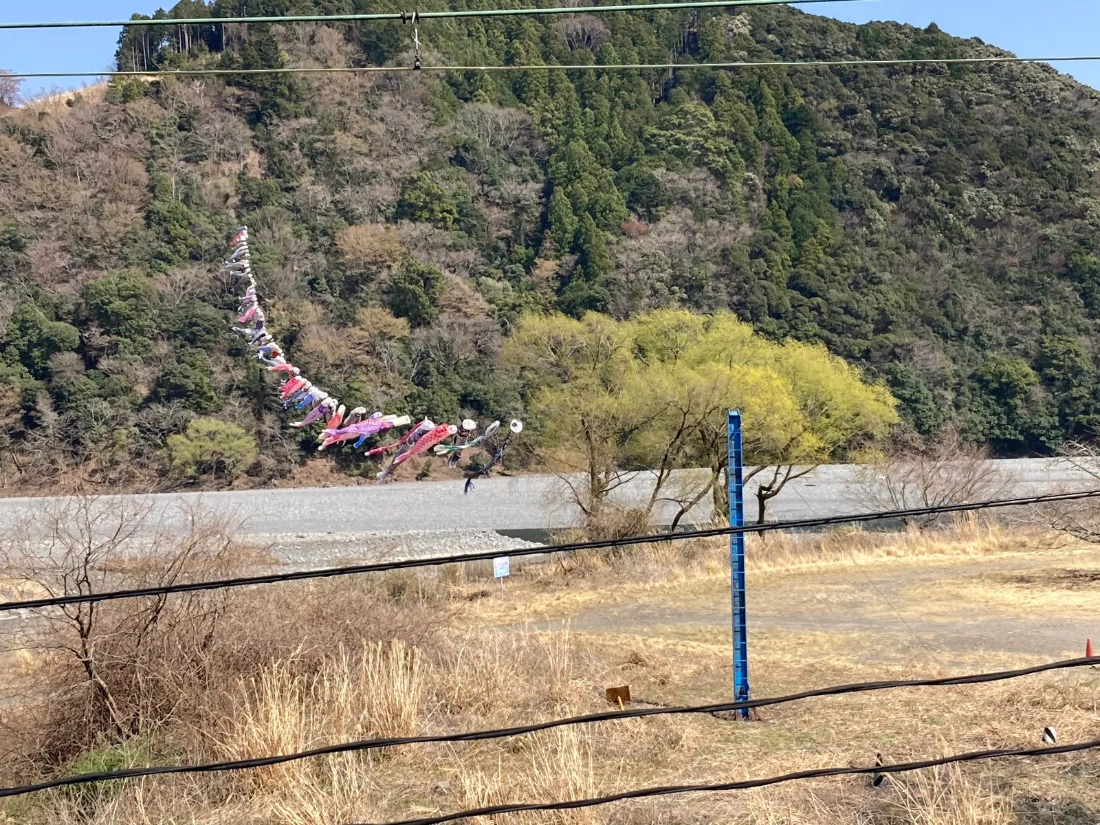 帰りに気がつきました。大井川の川幅は広いのに、ワイヤーを使って鯉のぼりが泳いでいます。支柱はかなりガッチリしてます。
もう5月になっています。　早い。