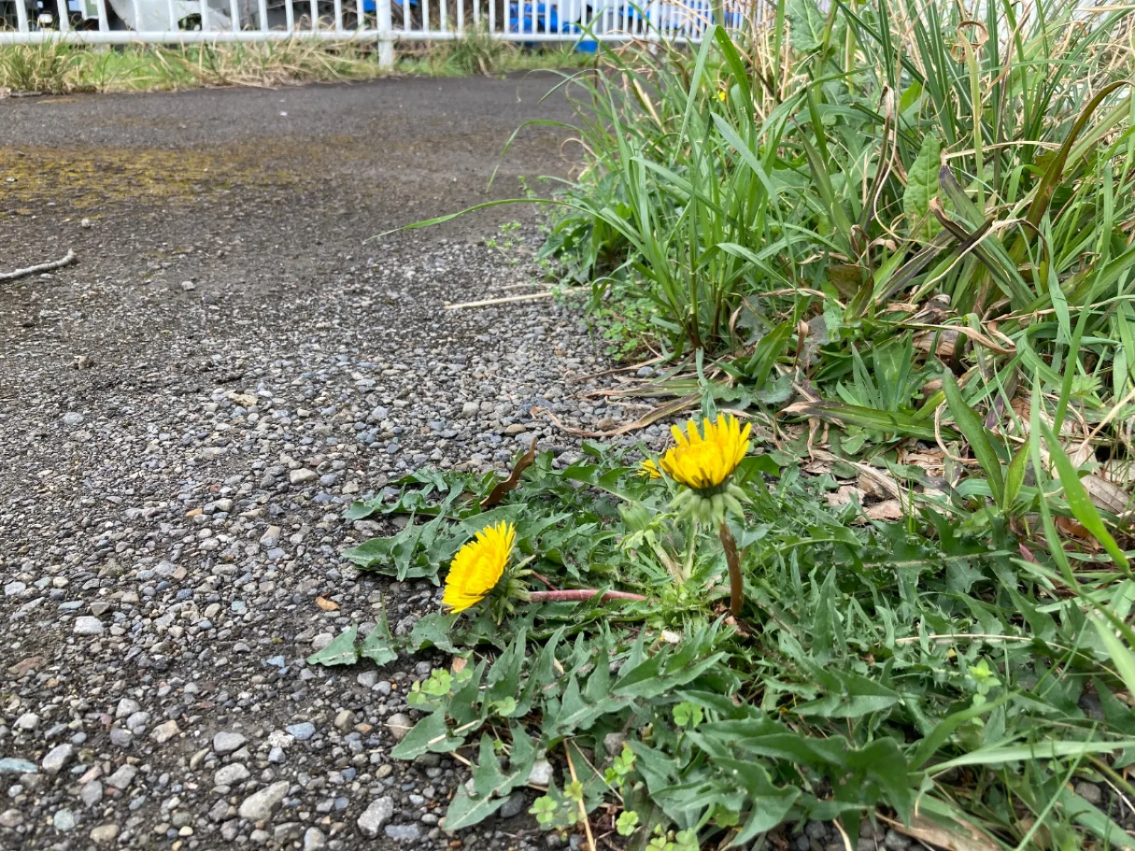 たんぽぽも色を添えてくれました。