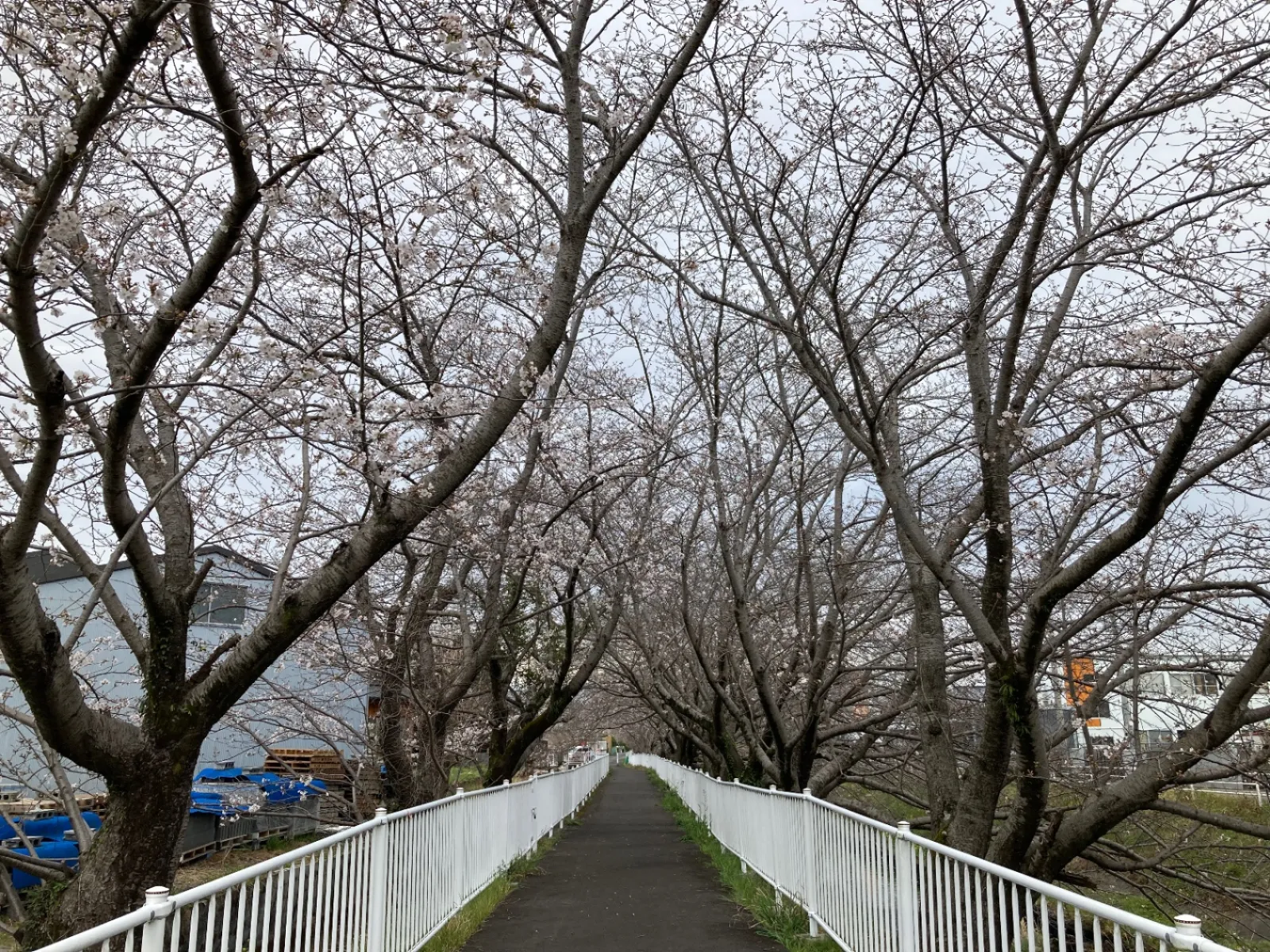 二三日のうちに、一気に満開に向かいそうな勢いで咲いて行きそう。
