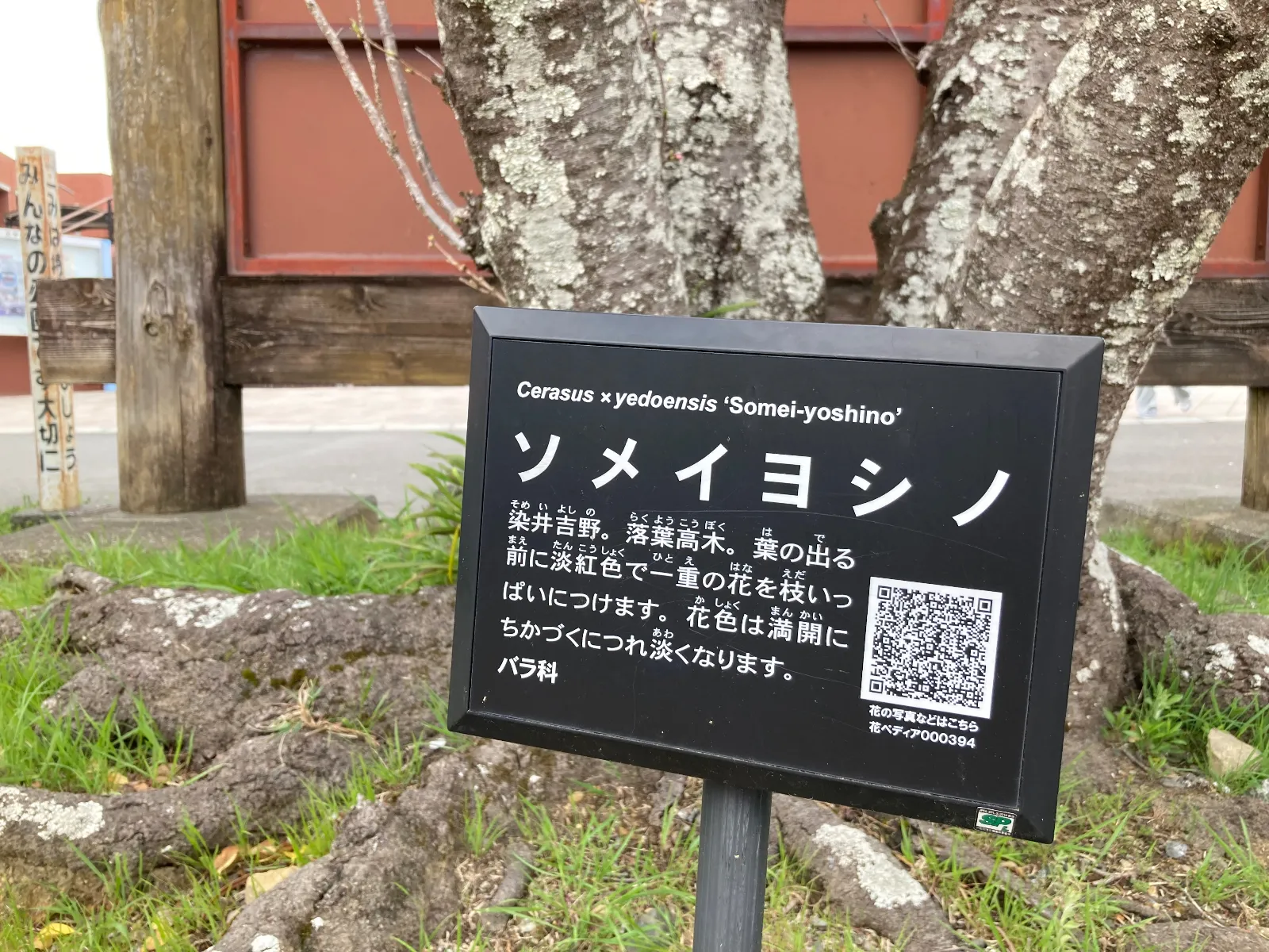 ソメイヨシノの説明。
漢字だとこうなるのですね。