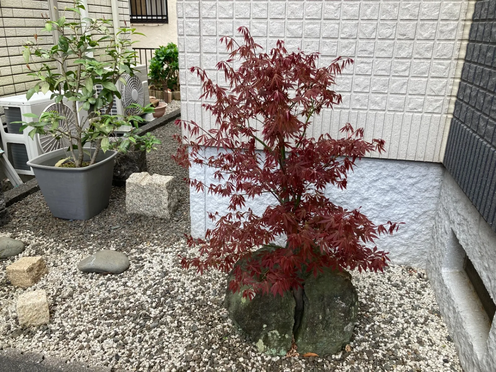 我が家の紅葉も若葉が出てくれました。
金木犀は新芽の枝が出て来ました。