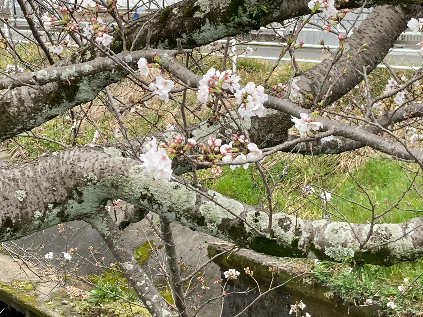 こちらも、同じくらいの開花です。