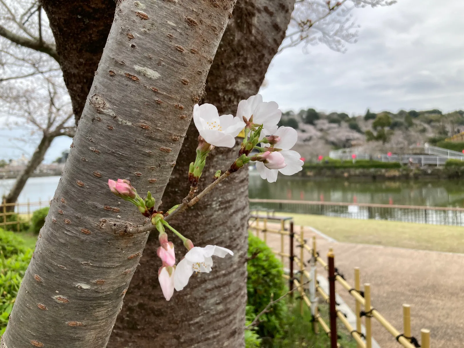 可憐なソメイヨシノがやはり綺麗😍

淡い桜色がなんとも言えないのです。
控えめな色は感じるなにかが違います。

この感覚、人日本人ですかね。