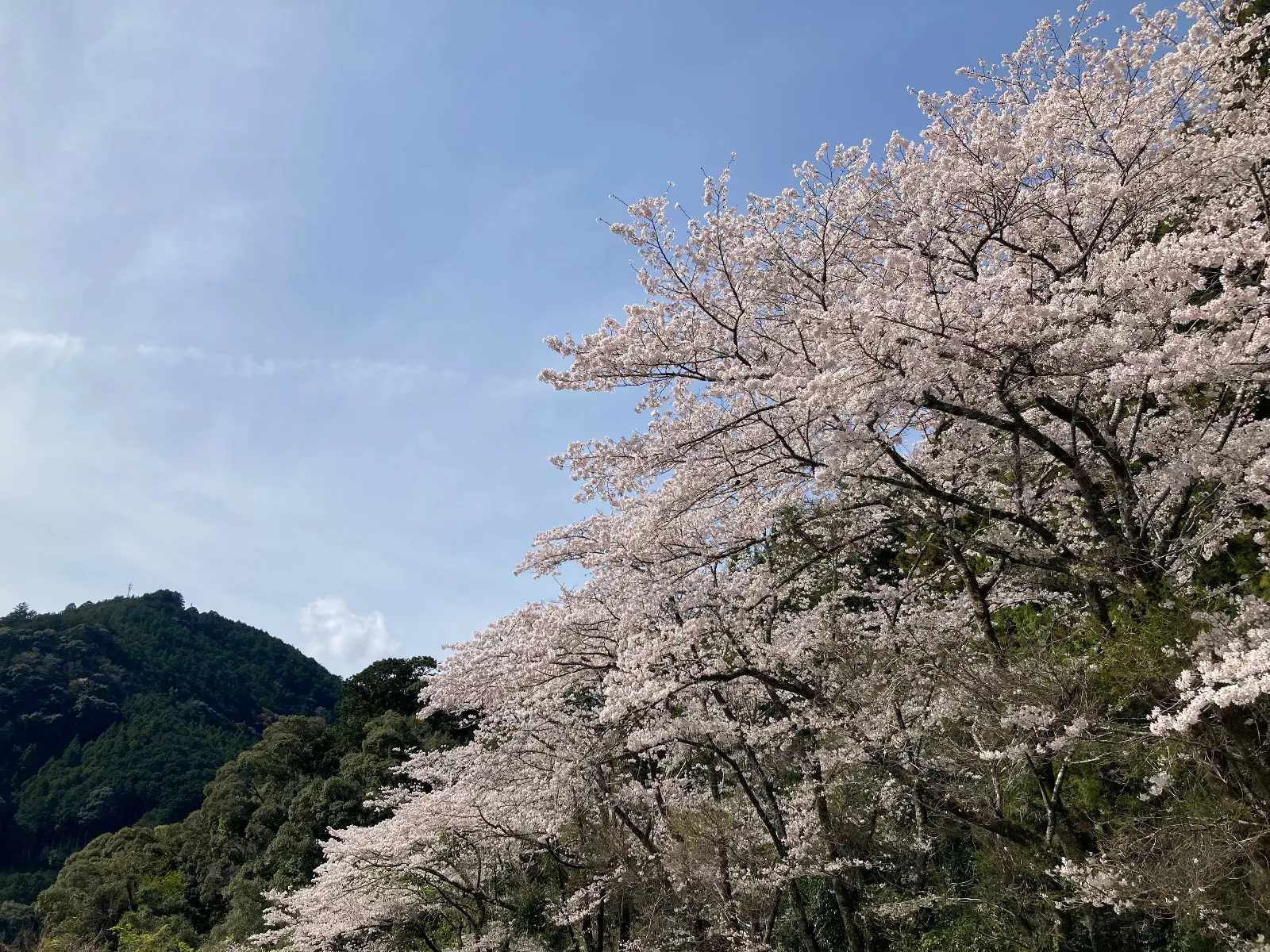 桜満開🌸