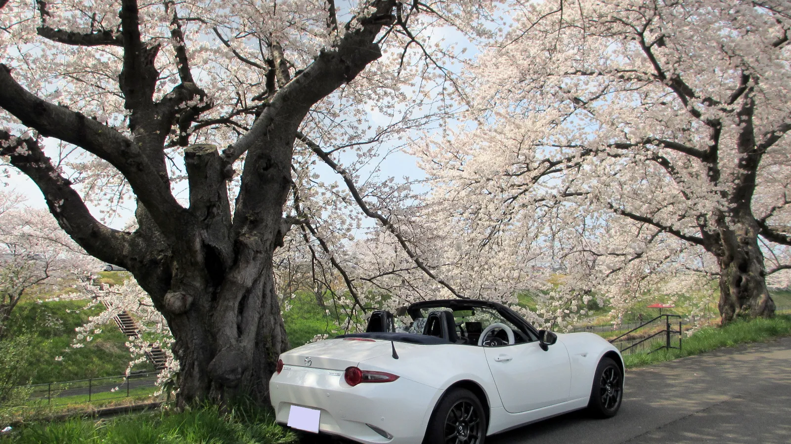 今年もこの季節がやってきました。
日本全国桜満開ですね。