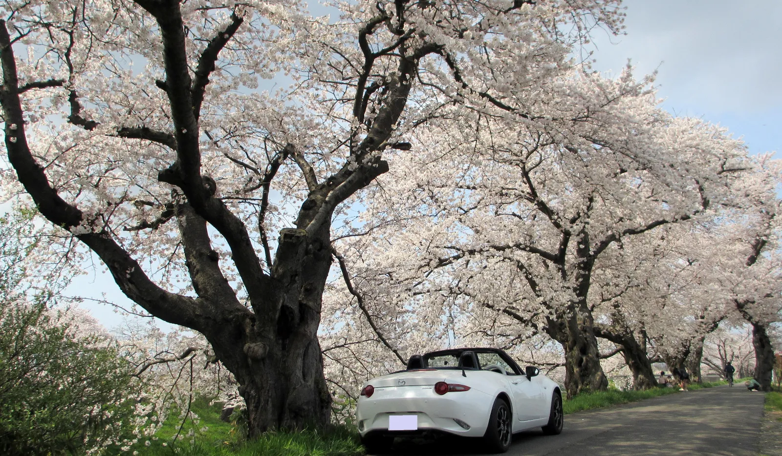 桜のトンネルになっています。