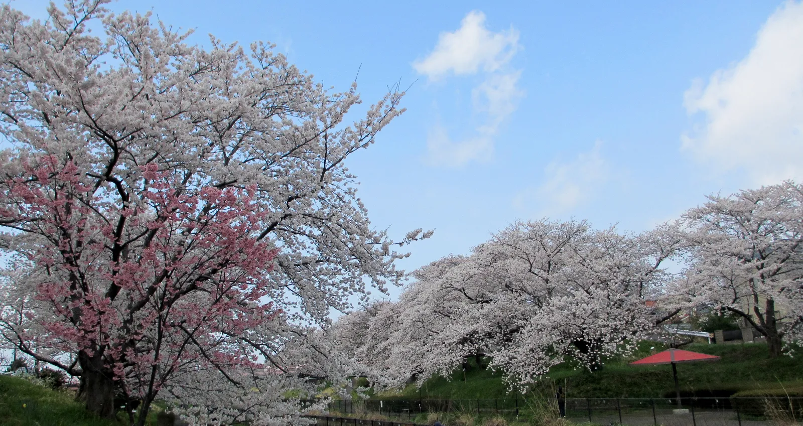 白い桜がピンクちゃんを守るかのように並んでいます。
やっとオープンカーが楽しい季節になりました。

どんどんぶん回していきましょう。('◇')ゞ