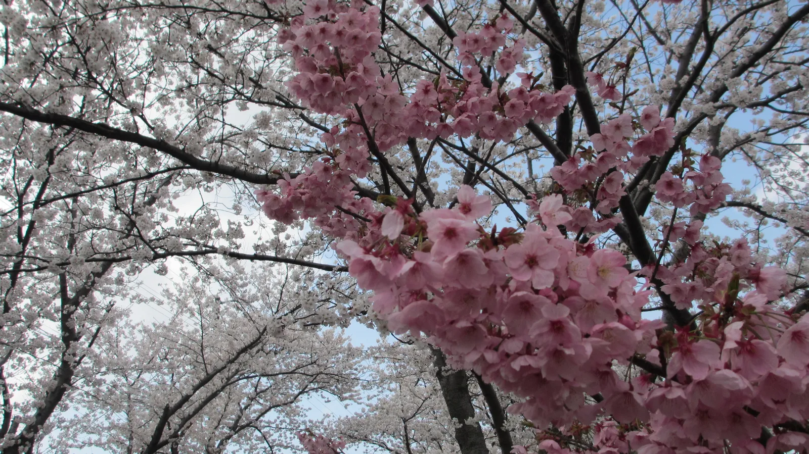 突然変異なのでしょうか。
１本だけピンクの桜があります。