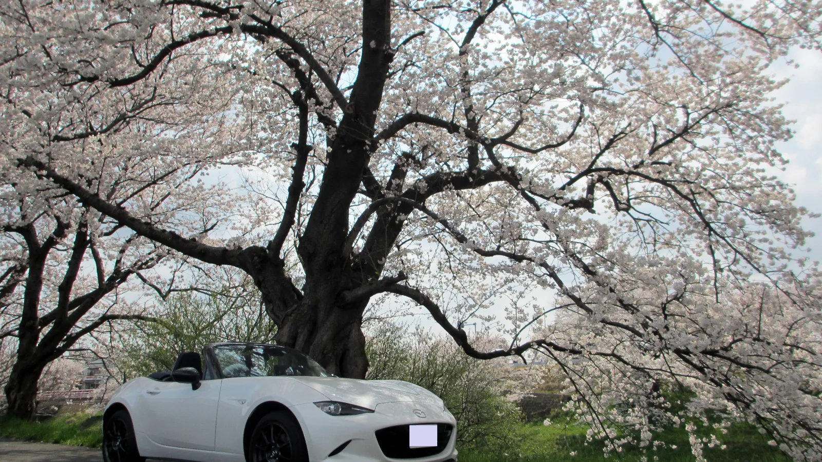 昨年と同じ桜の下です。
縦横無尽に伸びた枝ぶりが見事です。