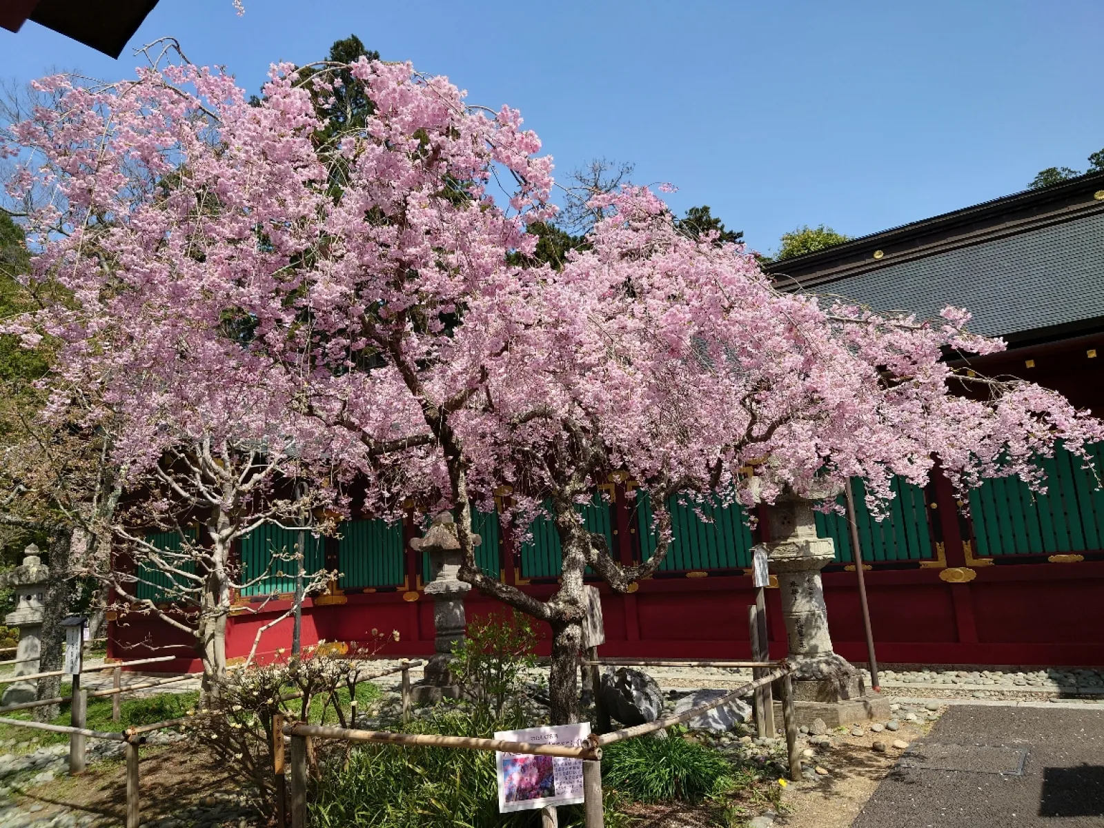 鹽竈神社桜満開