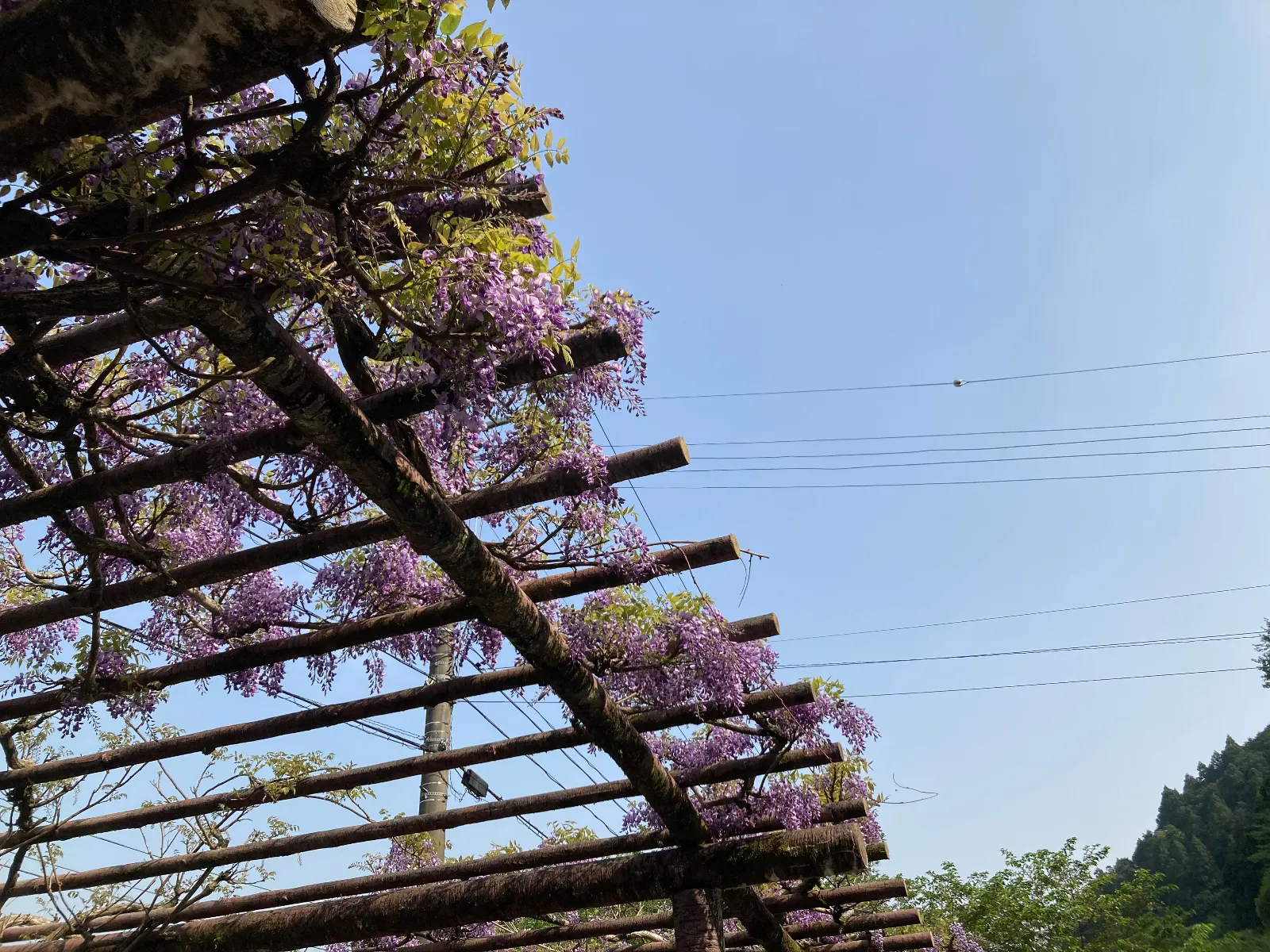 藤の花は咲き始め、まだ垂れ下がるまでは行かず、しかし、花の色は赤みが強いピンク色気味です。いいですね。ここは、桜トンネルと言われている、大井川沿いの場所です。